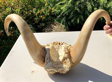 ANIMAL HORNS