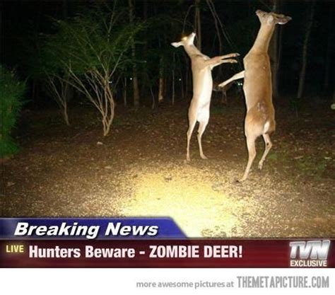 Pin By Faoni Pls On Deer Memes Funny Deer Funny Animals Funny