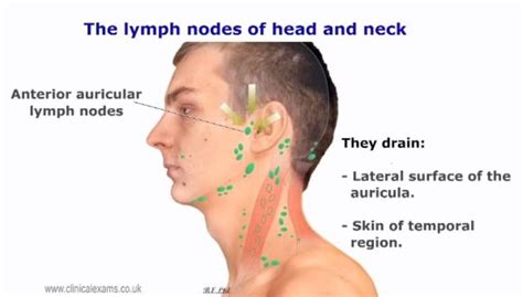 Back Of Neck Anatomy Lymph Anatomic Relationships Lateral Neck