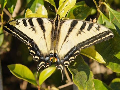 Farfalla Di Swallowtail Fotografia Stock Immagine Di Natura 26692124