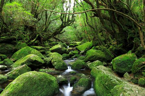 Yakushima Island National Park National Parks Of Japan