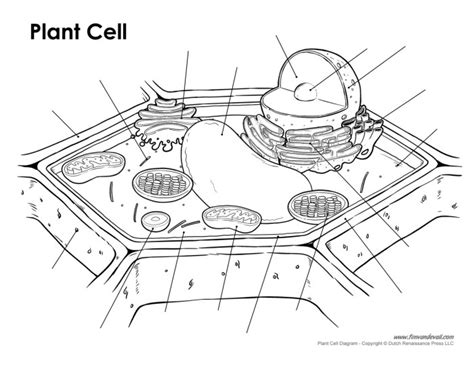 Plant Cell Diagram Unlabeled Tims Printables