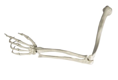 Skeleton Arm Png By Akithefull On Deviantart