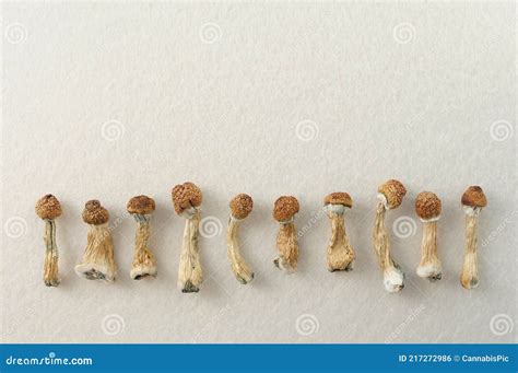 Dried Psilocybin Mushrooms On White Background In Row Psychedelic