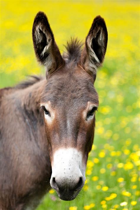 Donkey In A Wildflower Meadow By Katie Spicer Photography