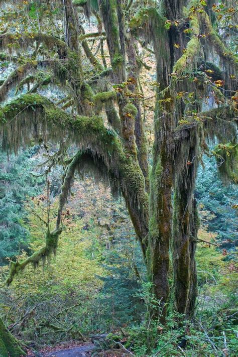 Temperate Rainforest Of Pacific Northwest Stock Photo Image Of
