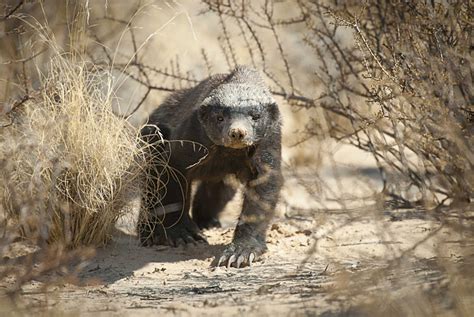 Spotting Worlds Most Fearless Animal In Satpura Honey Badger