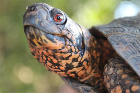 What Do Box Turtles Eat Pet Care Advisors