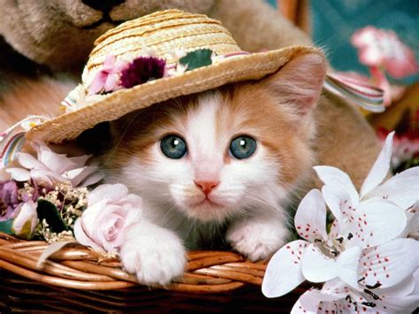 White Baby Cat Wallpapers Wallpaper Cave