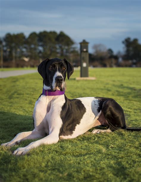 Danes Available For Adoption — Great Dane Rescue Of The Commonwealth