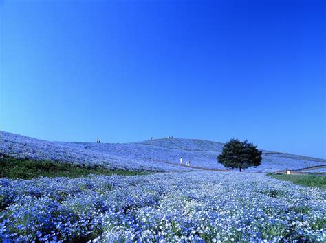 Amazing Places In The World To Visit Nemophila Flower Hitachi