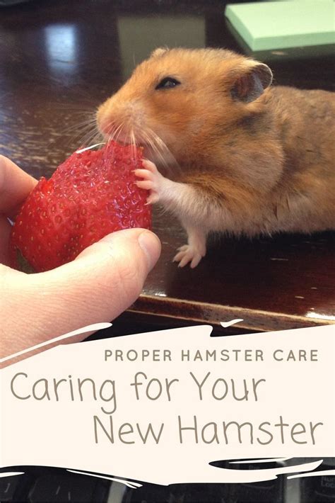 Considering Buying A Hamster Learn What You Need To Know About Proper