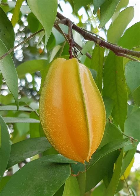 Starfruit Tree For Sale Buying And Growing Guide