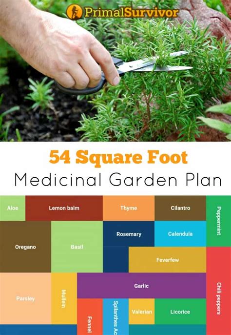 54 Square Foot Medicinal Garden Plan