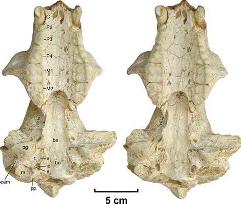 The First Skull Of The Earliest Giant Panda Pnas