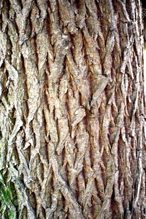 Image Willow Tree Bark Animal Jam Clans Wiki
