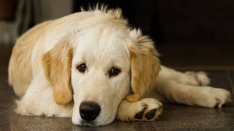 Common Dog Diseases Symptoms And Treatments Reca Blog