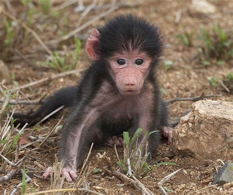 Baby Baboon Baboon Animal Pictures Cute Animal Pictures