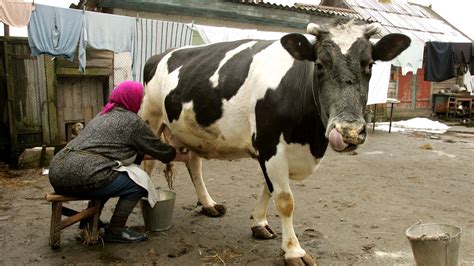 A New Device Allows Cows To Text Message Their Farmers When Theyre