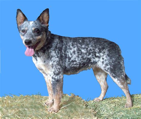 Spotted Blue Heeler All Police Dogs