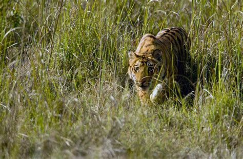 Bengal Tiger Panthera Tigris Tigris Cub Photograph By Panoramic Images