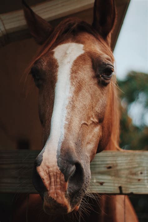 A Close Up Of The Front Of A Chestnut Horse Head Over A Fence Horses