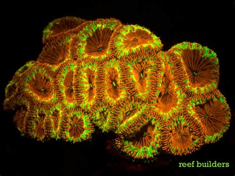 Fluorescent Friday World Wide Corals Edition Reef Builders The