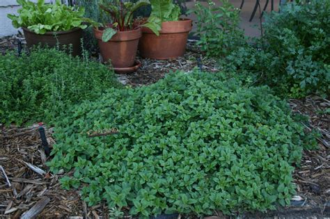 The more finely ground the stronger the flavor. Temperate Climate Permaculture: Permaculture Plant: Oregano