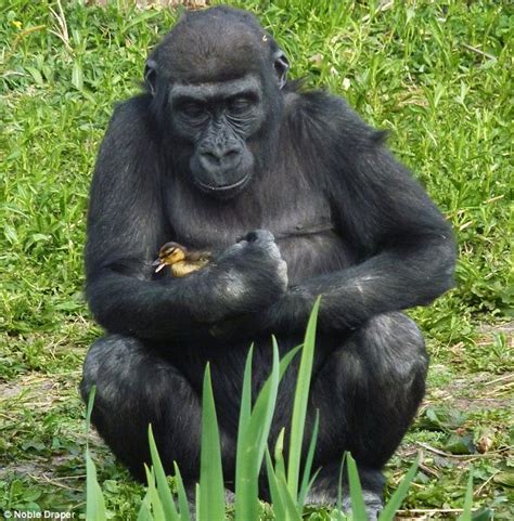 Gorilla Komale Reveals Paternal Instinct As He Cradles
