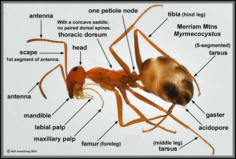 Honeypot Ant One Of The Largest Ants And It Stores Nectar In Its Abdomen