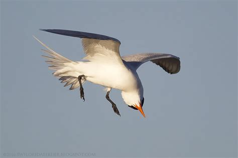 Royal Tern Flying Upside Down Focusing On Wildlife