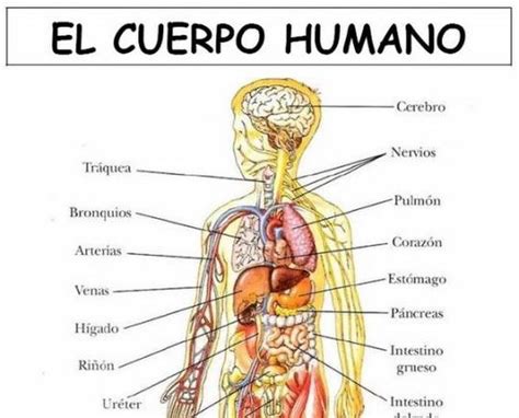 14 El Cuerpo Humano Con Sus Partes En Ingles Y Espaã±ol Simple Perfecto