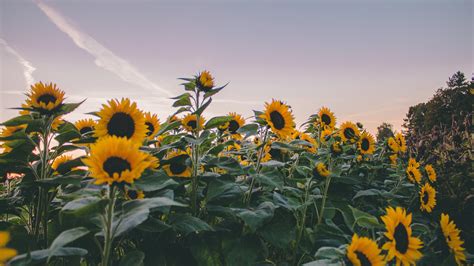 Sunflowers Under Gray Sky During Evening Time 4k 5k Hd Flowers
