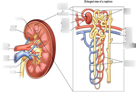 Urinary Diagram Diagram Quizlet