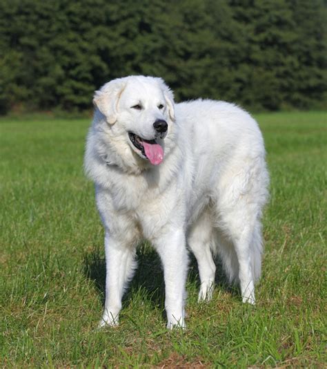 Kuvasz Dog Info Puppies Temperament Mixes Pictures