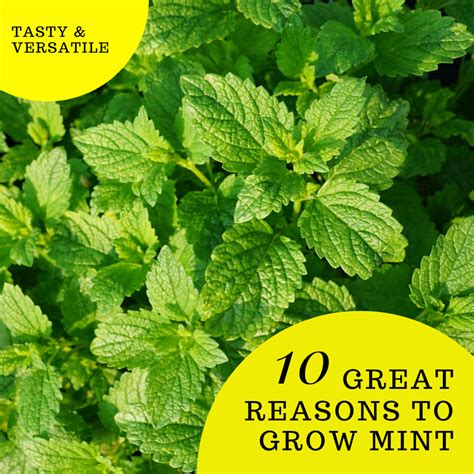 10 Reasons To Grow Mint Hubpages