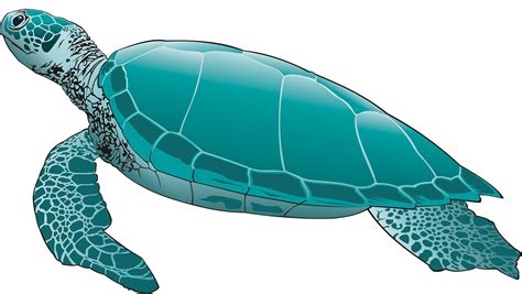 Sea Turtles Clipart