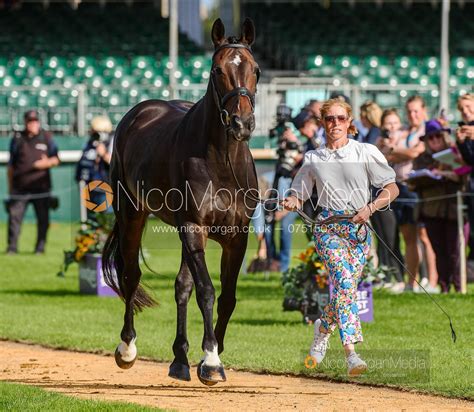 Image Rosalind Canter And Pencos Crown Jewel At The Trot Up Land