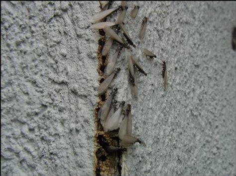 3 Easy Ways To Get Rid Of Flying Termites Fast Pest Wiki