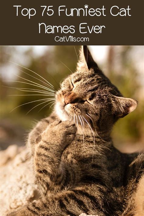 Top 75 Funniest Cat Names Ever Funny Cat Names Cat Names Kitten Names