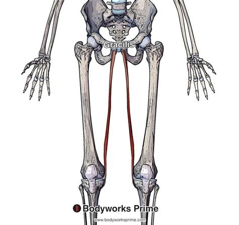 Gracilis Muscle Anatomy Bodyworks Prime