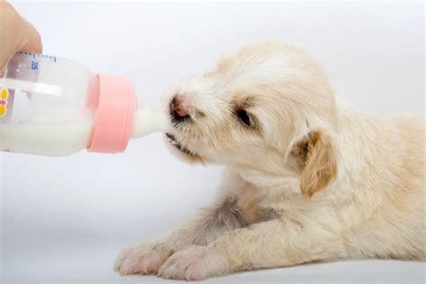 39 Tiny How To Feed Puppy Milk Image Ukbleumoonproductions