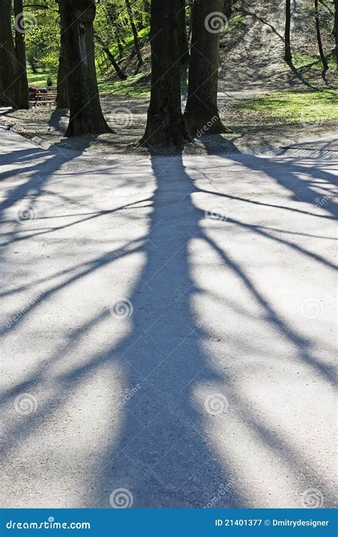 Shadow Of The Tree Stock Image Image Of Footway Nature 21401377
