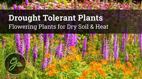 Drought Tolerant Plants Flowers For Dry Soil And Heat Youtube