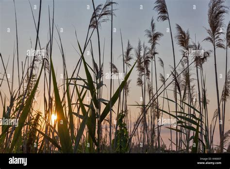 Reed Against The Sunset Closeup Stock Photo Alamy
