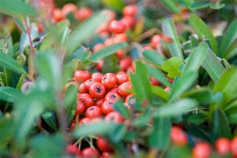 Jeffrey Friedls Blog Winter In Kyoto Lotsa Red Berries