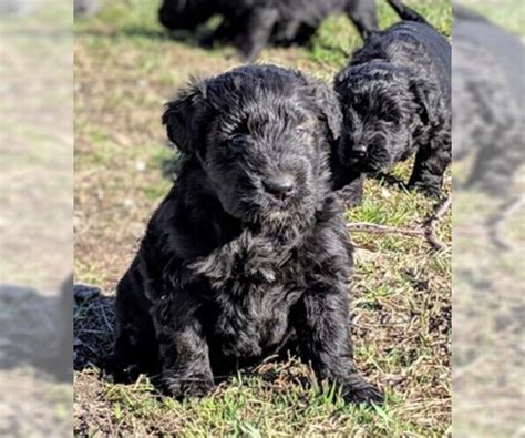 They have had first two series of shots as well as having been. View Ad: Bouvier Des Flandres Puppy for Sale near British ...