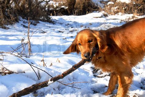 Orange Unge Golden Retriever Hund Leger Med En Pind I Sneen Stock