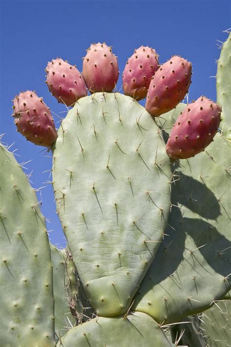 Prickly Pear Fruit Harvest Information On Picking Prickly Pear Fruit