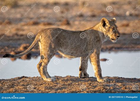 Lion At Etosha National Park Namibia Stock Photo Image Of Animal